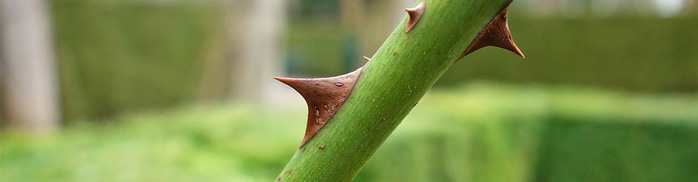 deception_of_shaytan_and_nafs